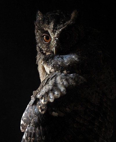 When Dark Times Insight,Stay Poised Like The Night